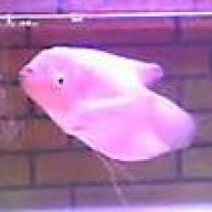 giant_gourami